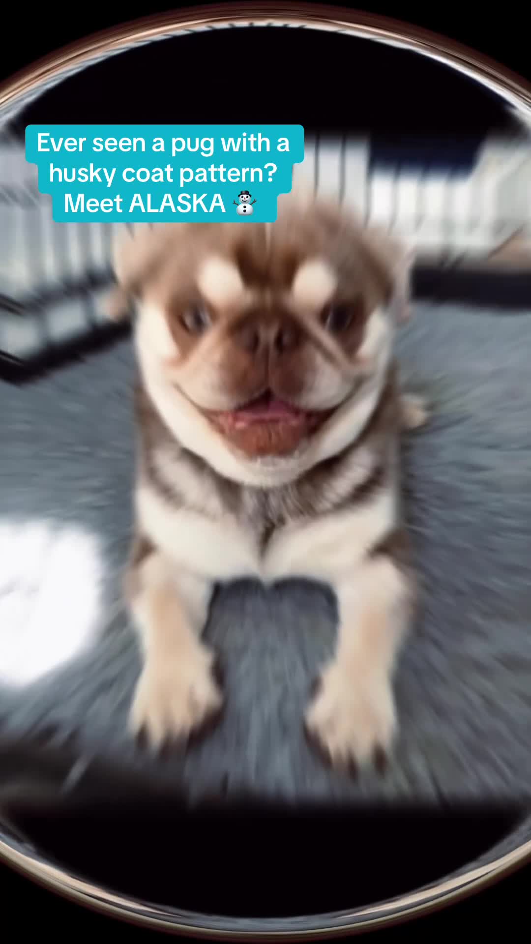 Pug dogs for stud: lilac tan pug KC & 5panel health tested - Video 2