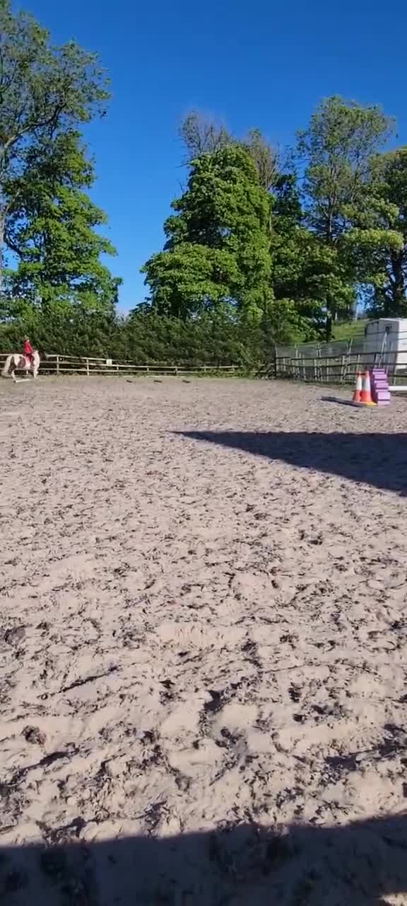 Irish Cob horses for sale: 14 year old Gelding  - Video 1