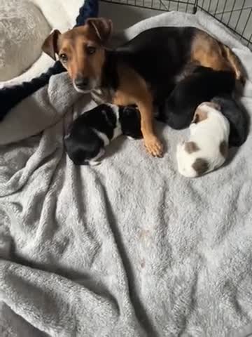 Jackapoo dogs for sale: Jackapoo beautiful puppies  - Video 1