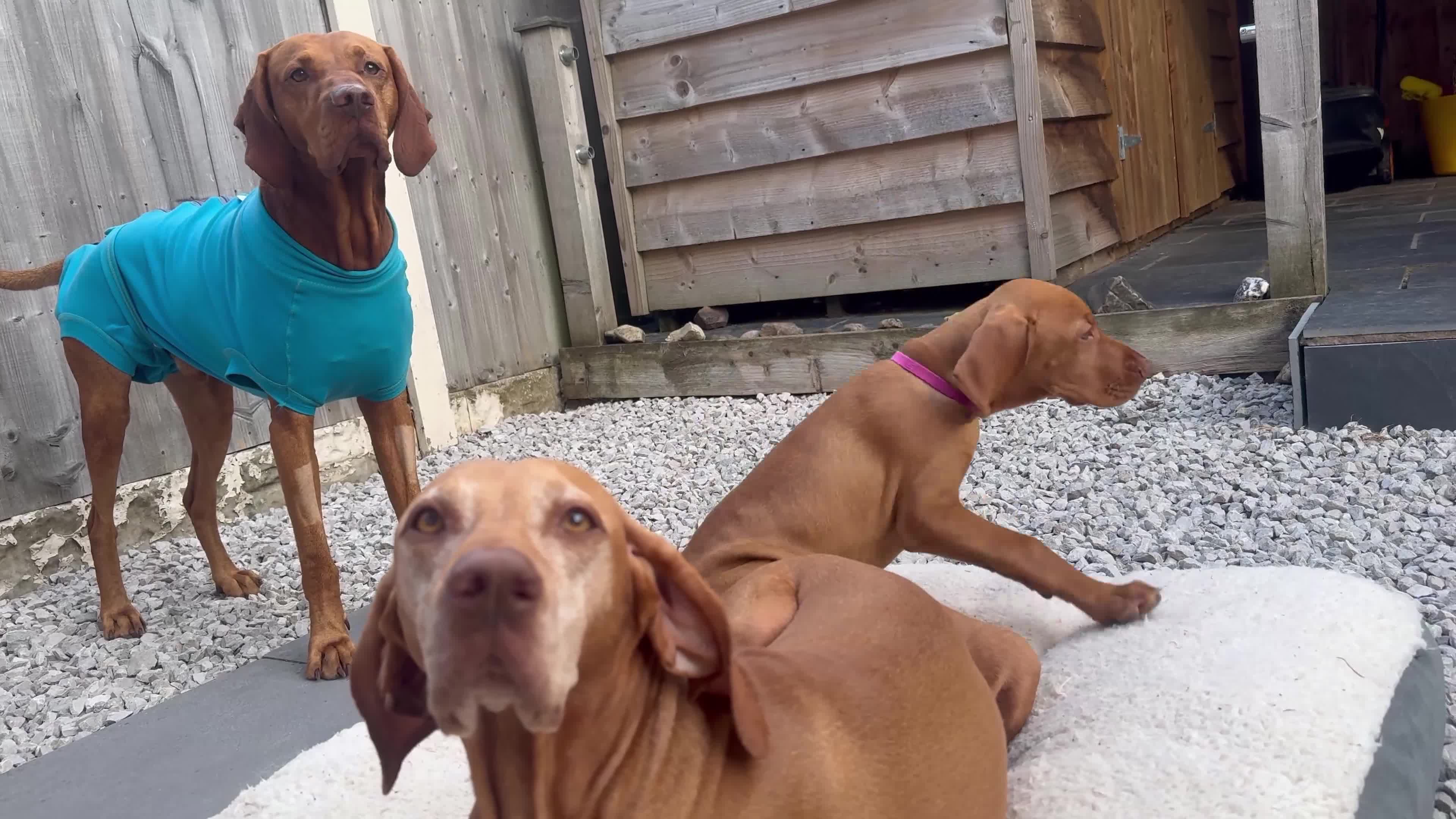 Hungarian Vizsla dogs for sale: Hungarian Vizslas - Video 5