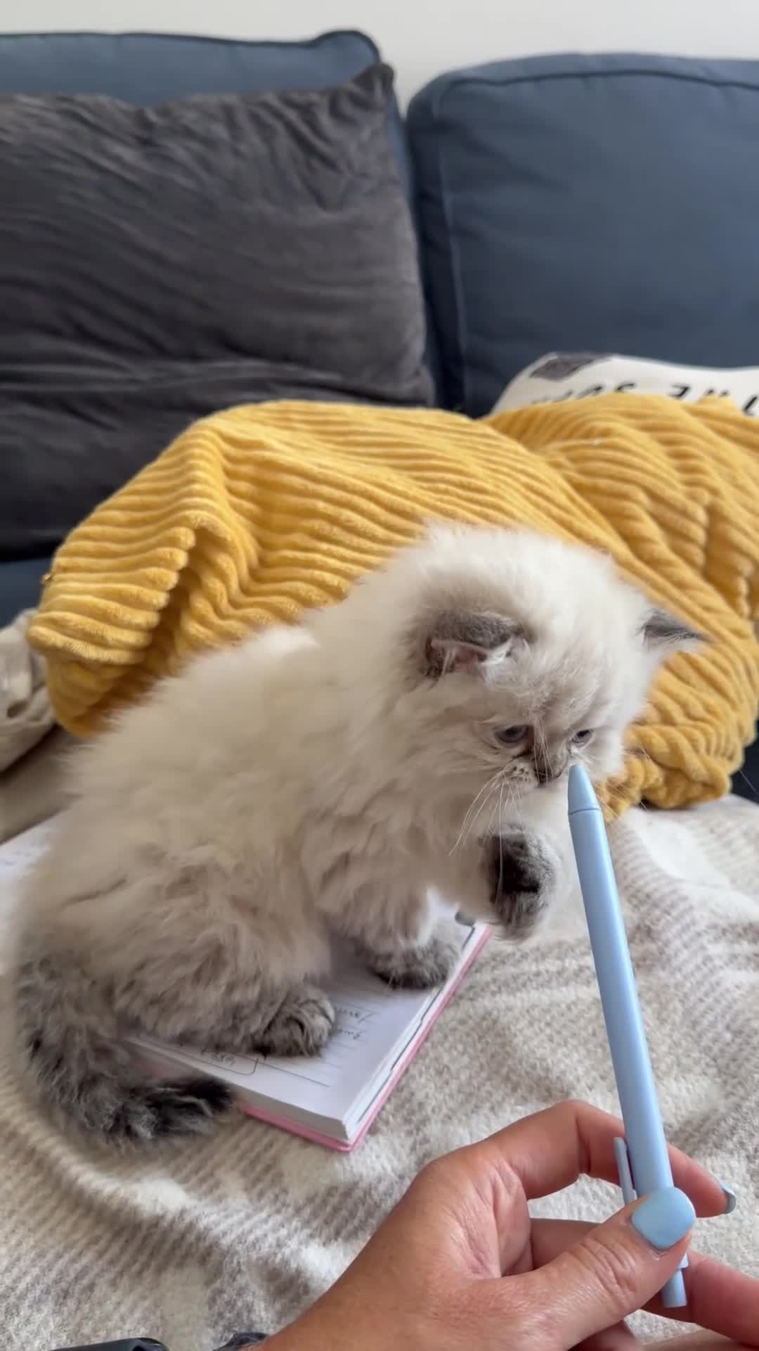 British Longhair cats for sale:   British Longhair male kitten  - Video 1