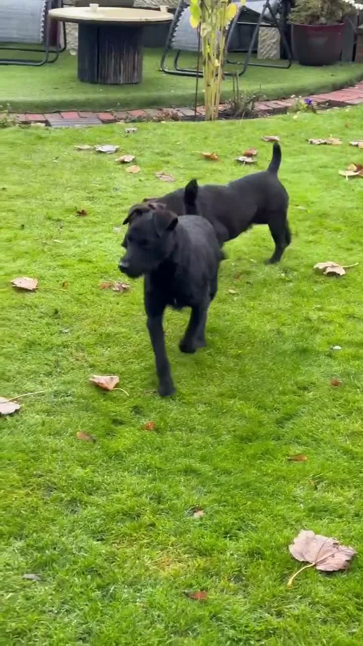 Patterdale Terrier dogs for stud: Patterdale terrier for stud in Burnley - Video 1