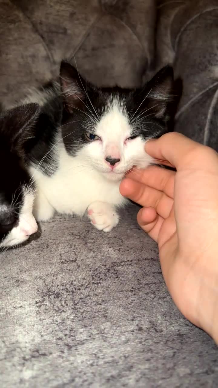 British Shorthair cats for sale: 2 lovely black and white shorthairs - Video 4