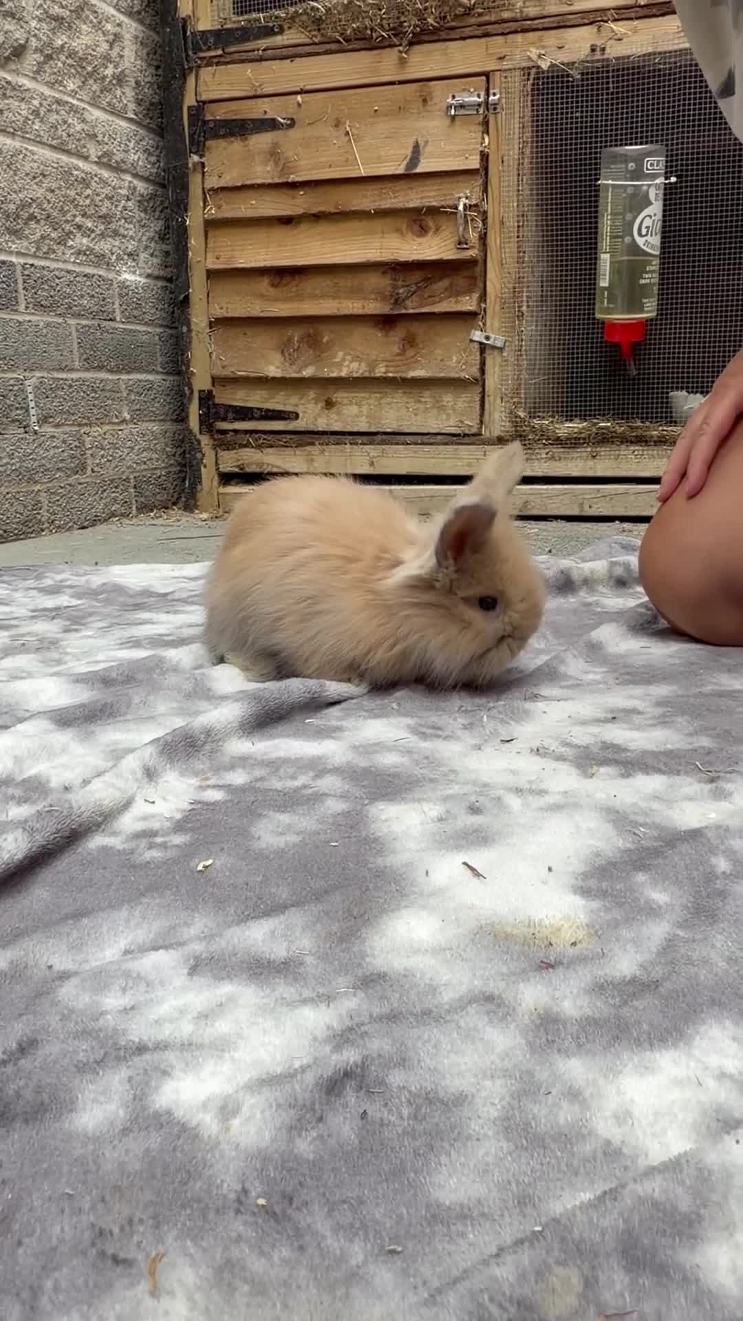 Angora rabbits for sale: Angora collection Ready - Video 3