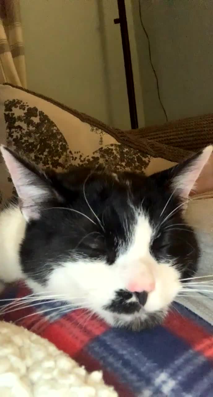 Domestic Shorthair cats for sale: TWO CATS NEED REHOMING TOGETHER  - Video 3