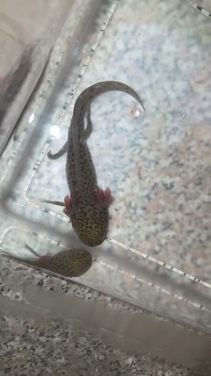 Other/Mixed Breed fish for sale: 3 Mixed Axolotls in Warrington - Video 1