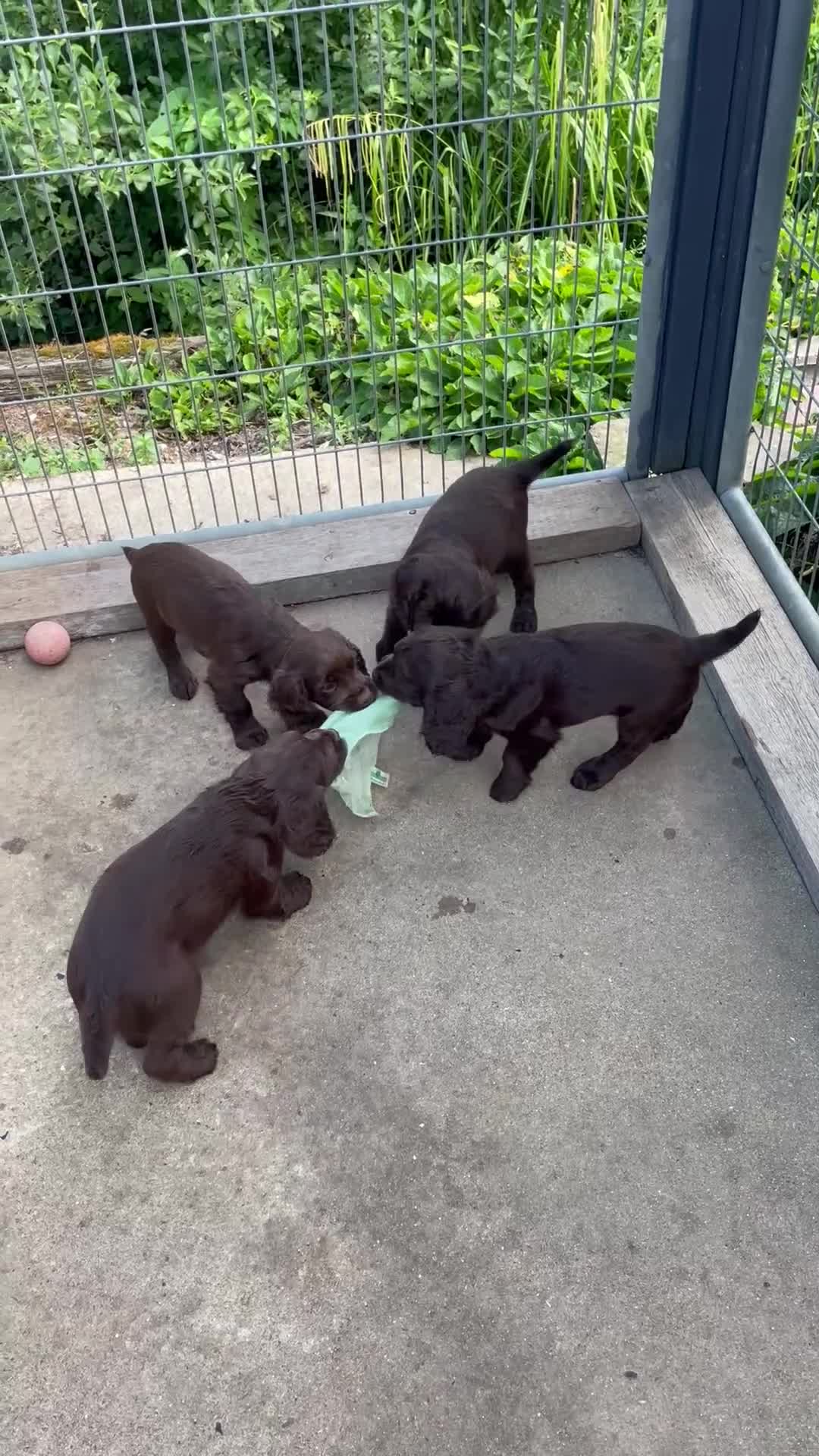 Cocker Spaniel dogs for sale: Super Chocolate Cocker Spaniel dog puppies  - Video 1