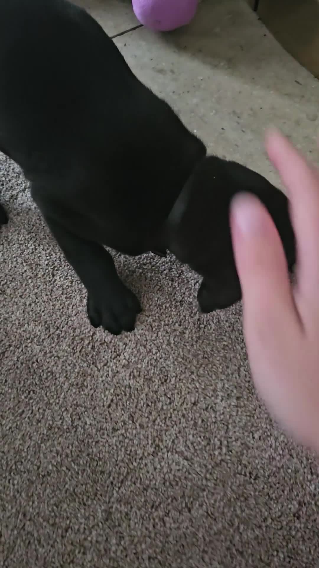 Labrador Retriever dogs for sale: KC registered outstanding labdrador puppies  - Video 1