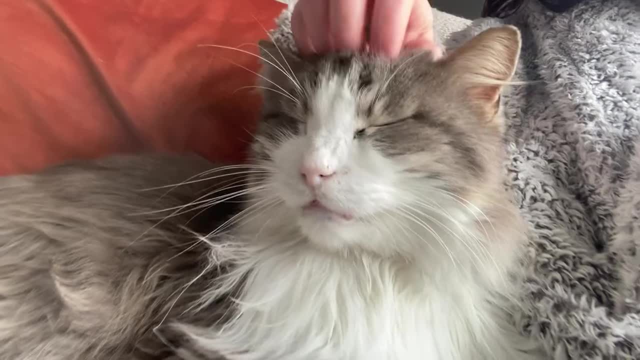 Mixed Breed cats for sale: Ex-stray rescue 5 year old (estimate) cat - Video 1