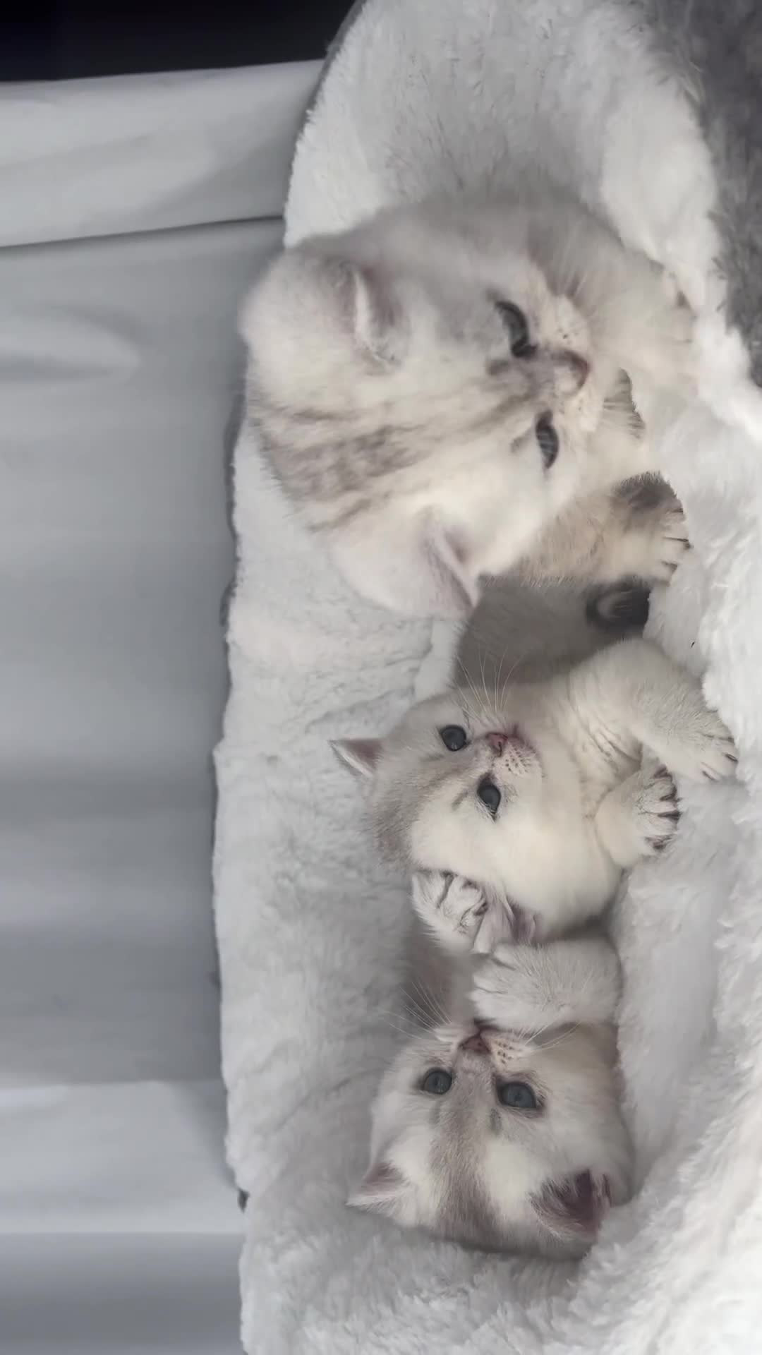 Scottish Fold cats for sale: Last Adorable Scottish Fold Kitten - Video 1