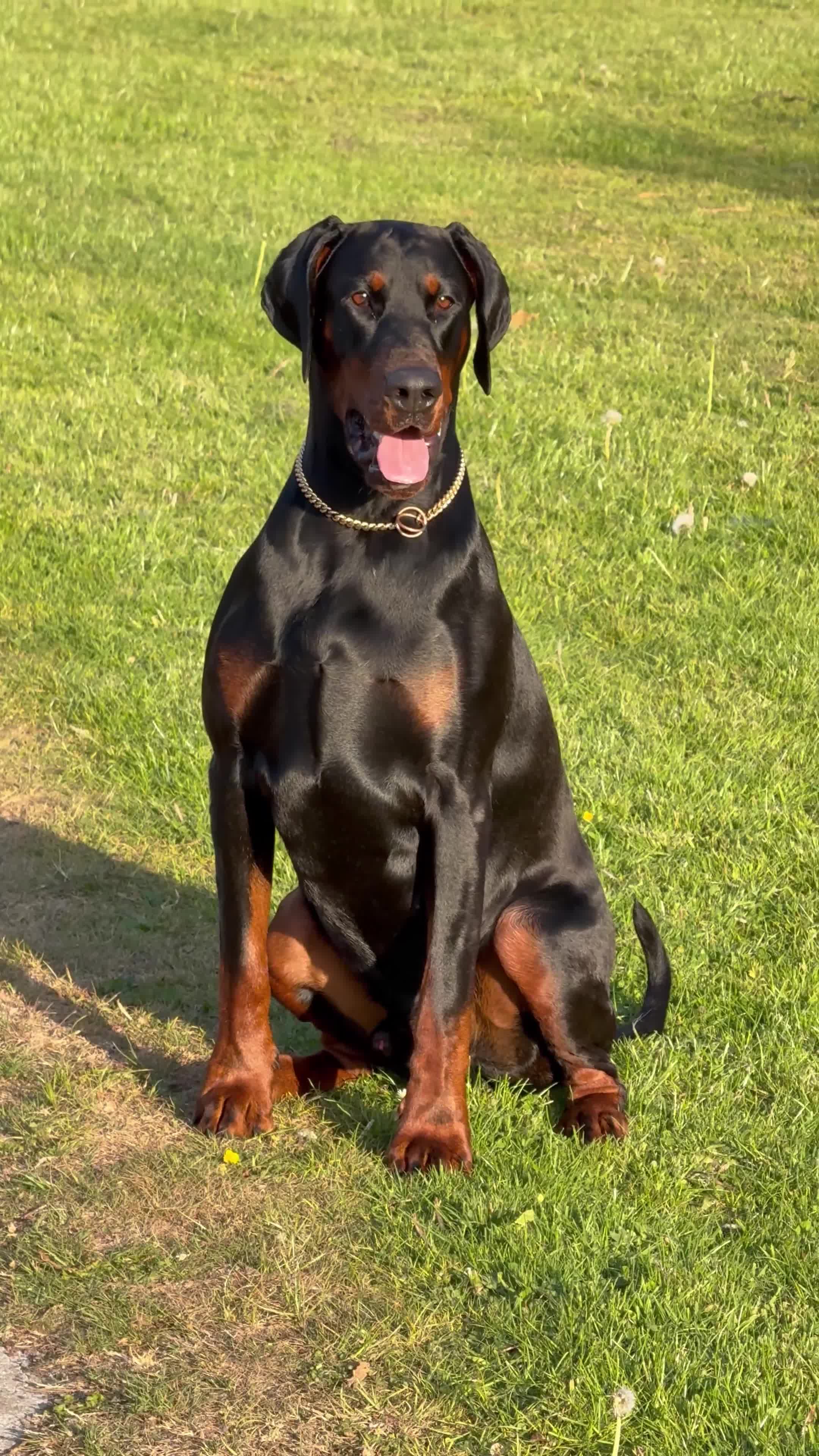 Dobermann dogs for stud: Elite European Doberman Stud – Champion Bloodlines - Video 1