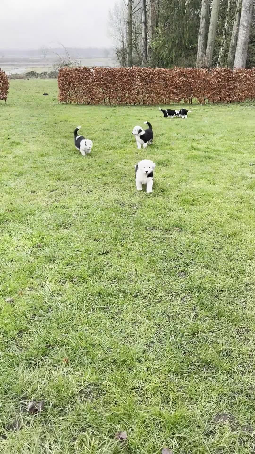 Old English Sheepdog dogs for sale: Kennel Club Registered Old English Sheepdog Pups - Video 3