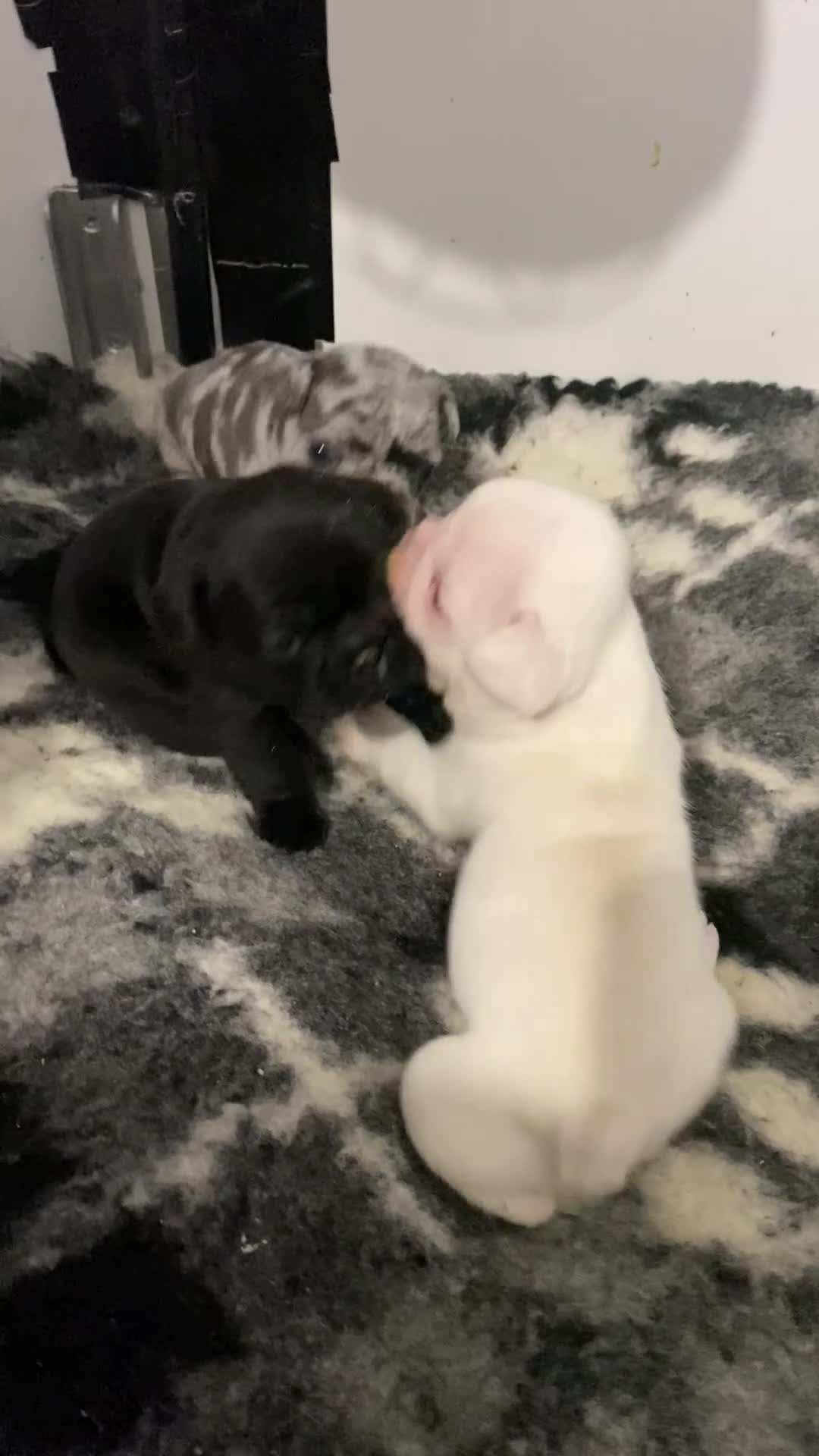 French Bulldog dogs for sale: Pink & Pink carrier French Bulldog puppies - Video 3