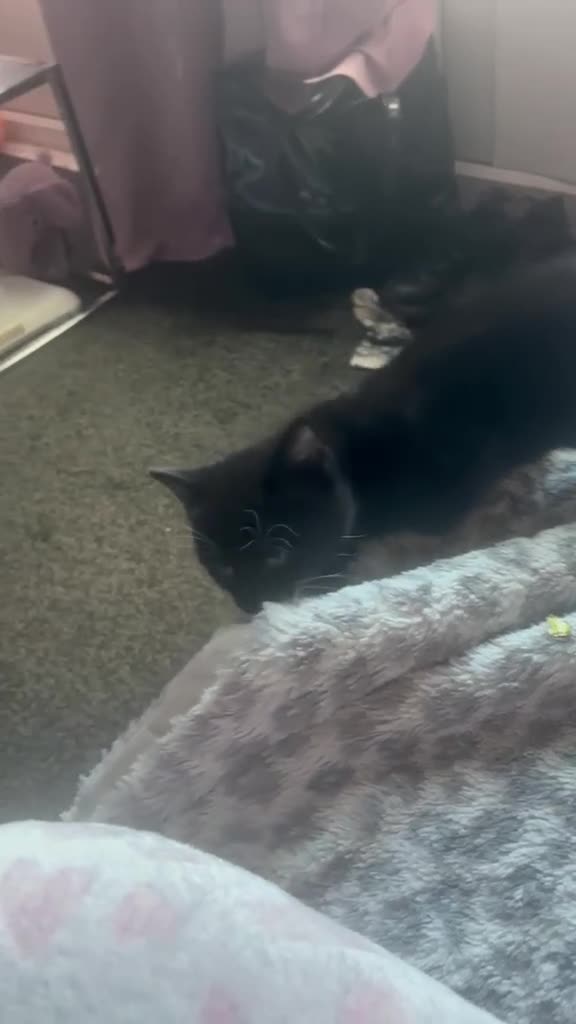 Mixed Breed cats for sale: 2 Healthy 9‑Week‑Old Kittens - Video 3