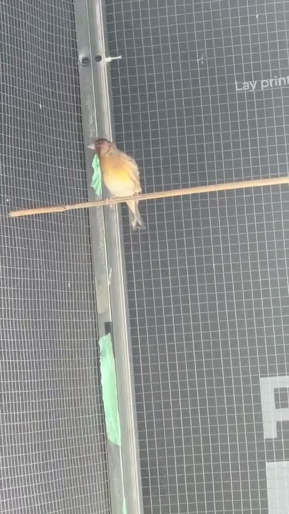 Finches birds for sale: Beautiful Male Goldfinch Mule – For Sale 🐦 - Video 1