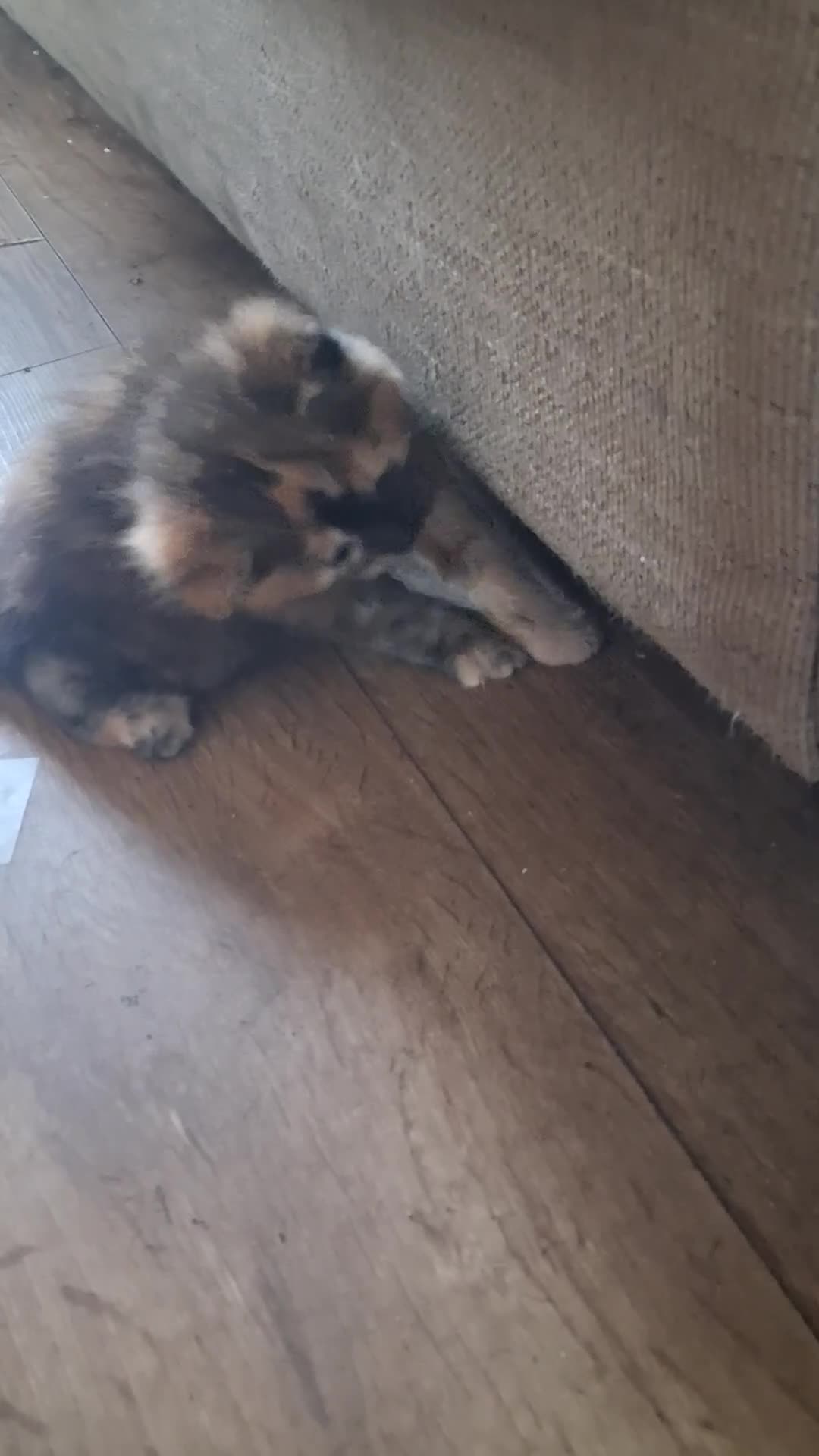 Norwegian Forest Cat cats for sale: HALF Norwegian Forest Kittens ♡ - Video 2