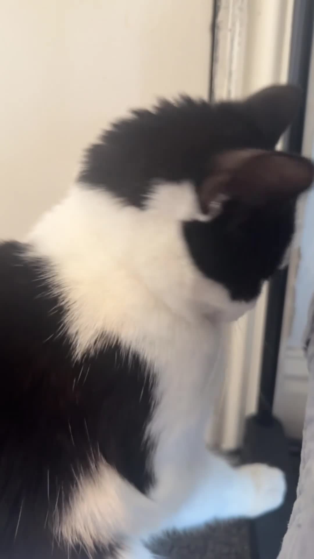 Mixed Breed cats for sale: Beautiful 9 Month Old female Kitty 🐈‍⬛ 🐾 🤍 in Nelson - Video 1