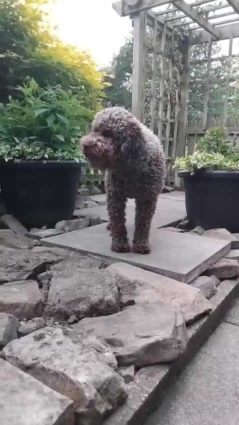 Lagotto Romagnolo dogs for stud: Kc reg proven dna tested lagotto  for stud £700 - Video 1