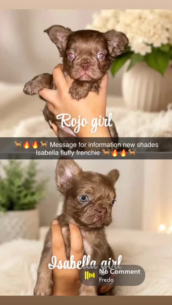 French Bulldog dogs for sale: Fluffy frenchies - Video 5