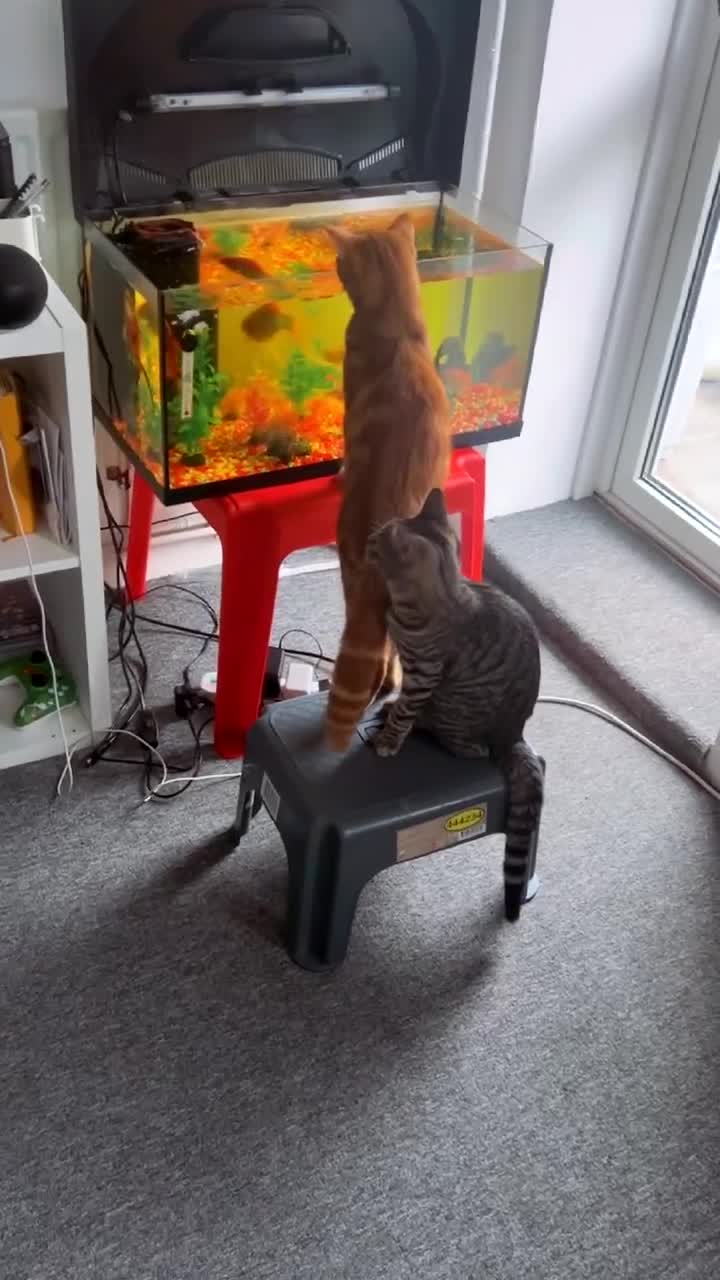 Bengal cats for sale: Those are two adult cat  - Video 4