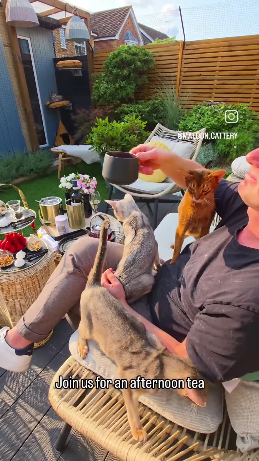 Abyssinian cats for sale: Vanilla Boy-Exceptional Abyssinian-Champion line - Video 2