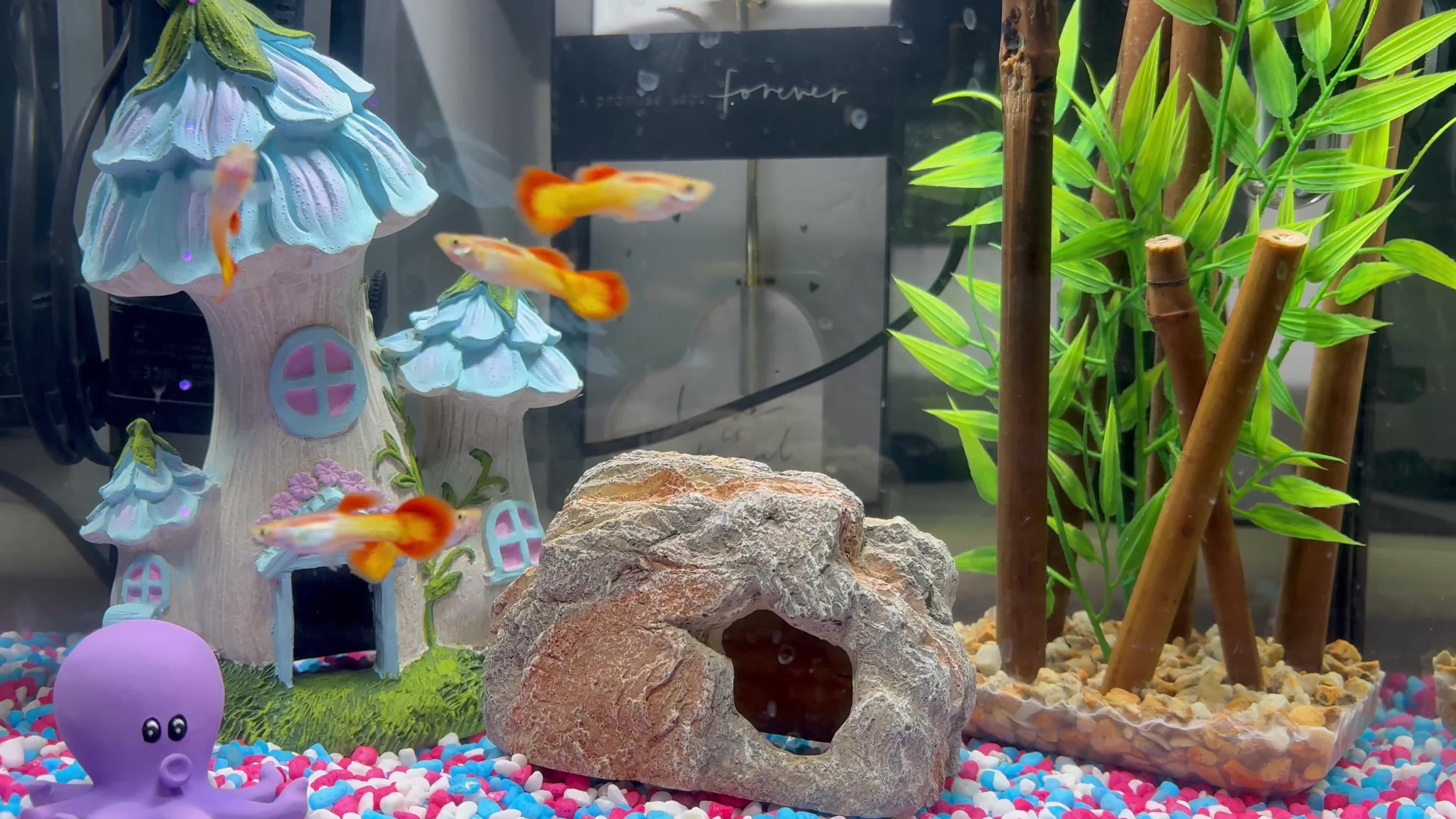 Other/Mixed Breed fish for sale: It’s a fire male guppy  in Hayes - Video 1