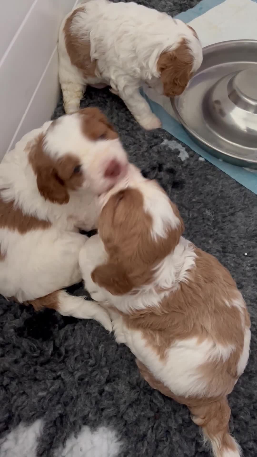 Cavapoo dogs for sale: One boy remaining  - Video 2