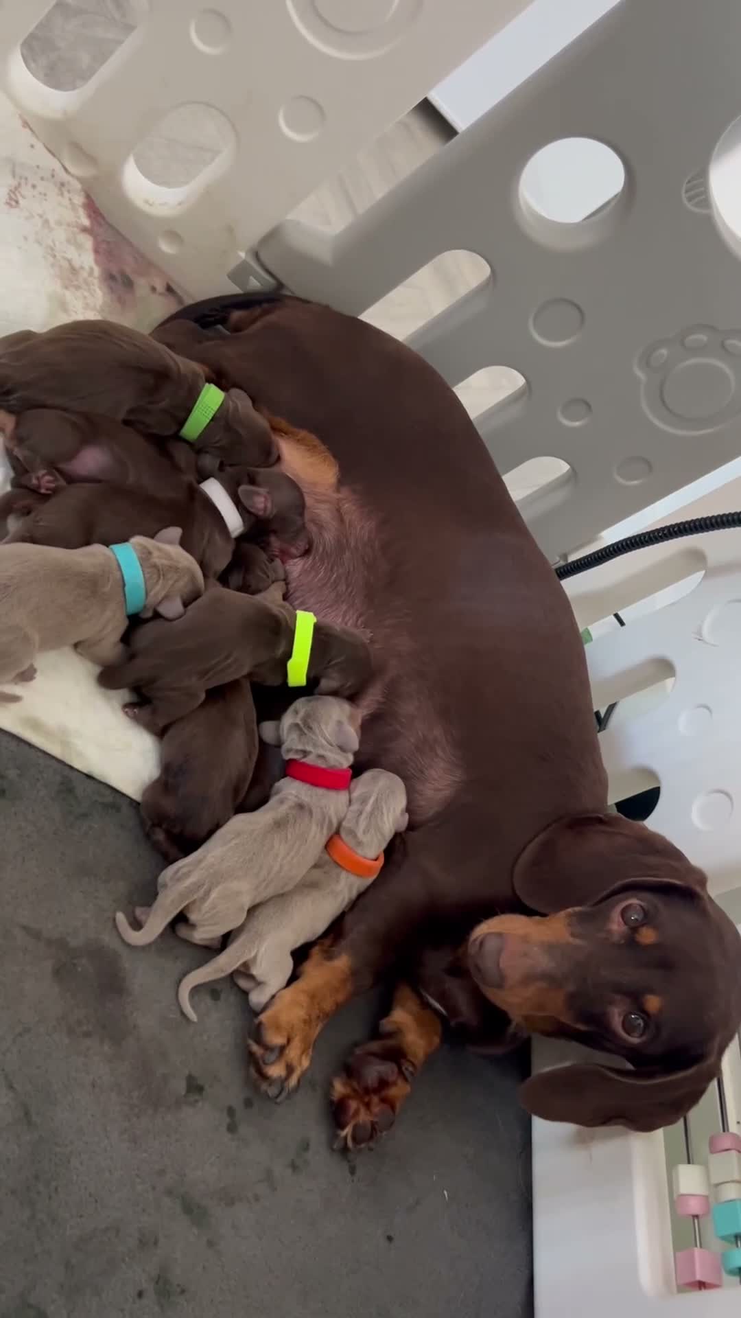 Dachshund dogs for stud: Mini dashound for Stud  - Video 1