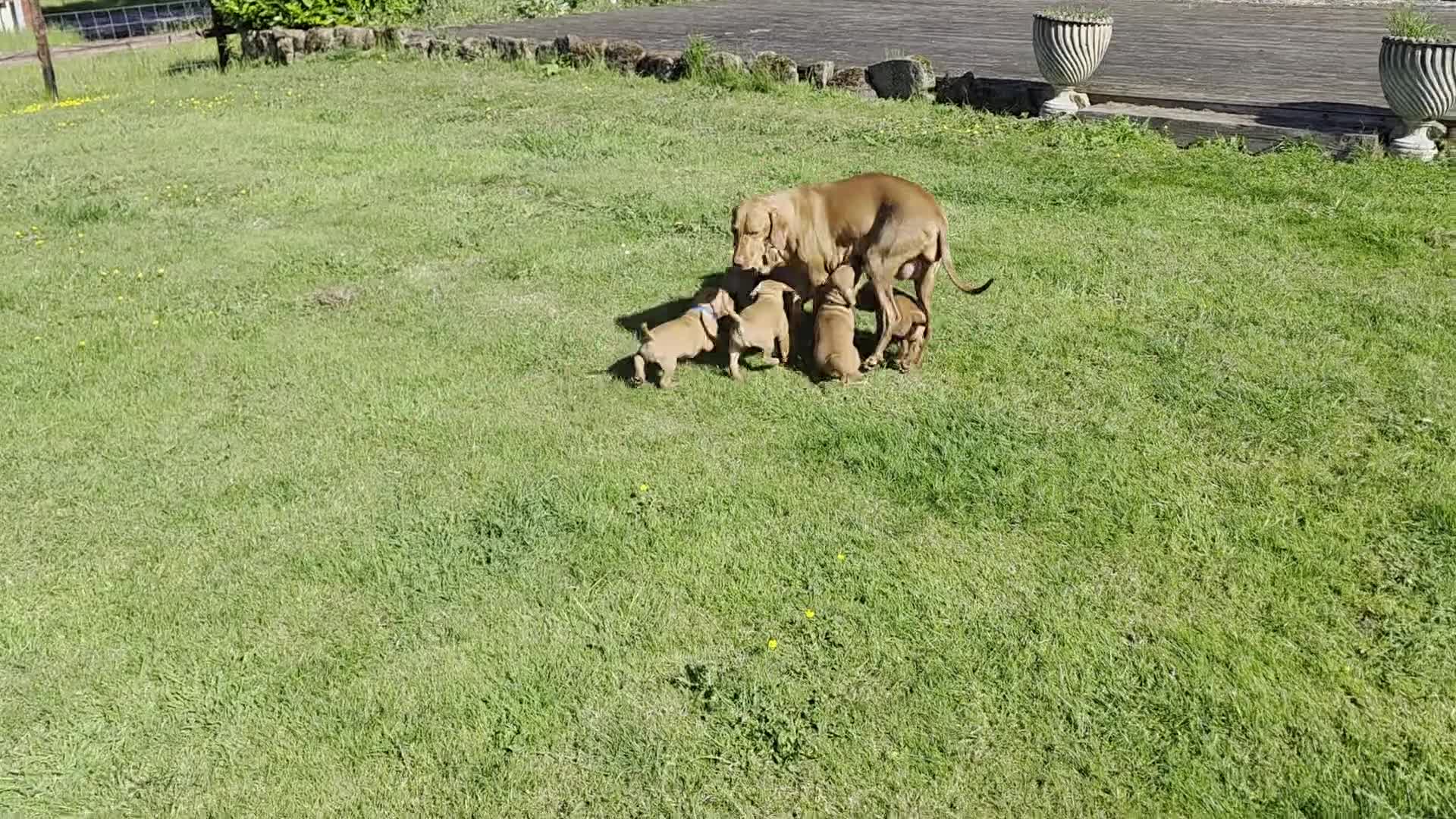 Hungarian Vizsla dogs for sale: Stunning KC Registered Hungarian Vizslas - Video 1