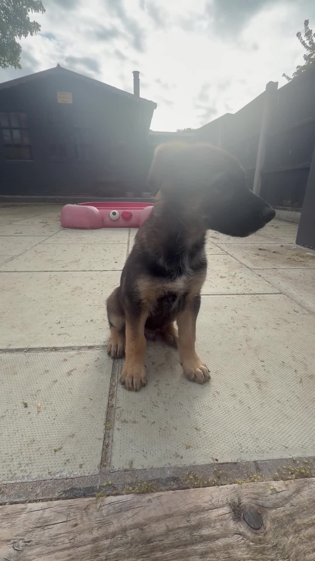 Mixed Breed dogs for sale: German shepherd x black Belgian Malinois - Video 2