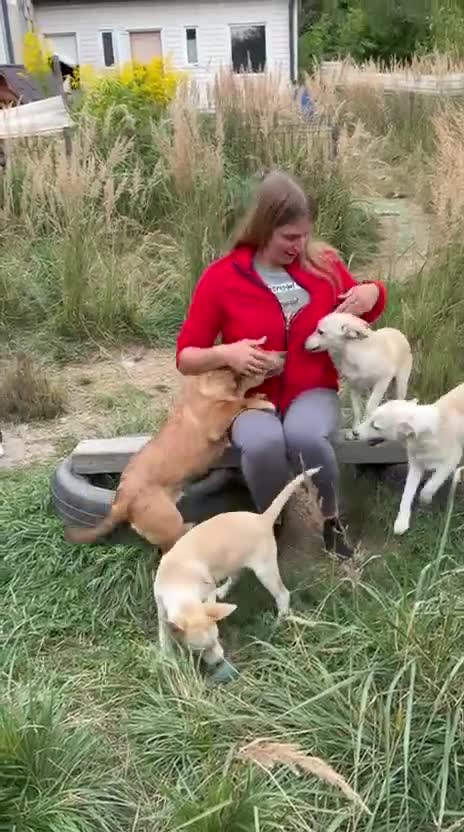 Mixed Breed dogs for adoption: 💙PRINCE💙 7 mo old affectionate small puppy boy in Coventry - Video 2