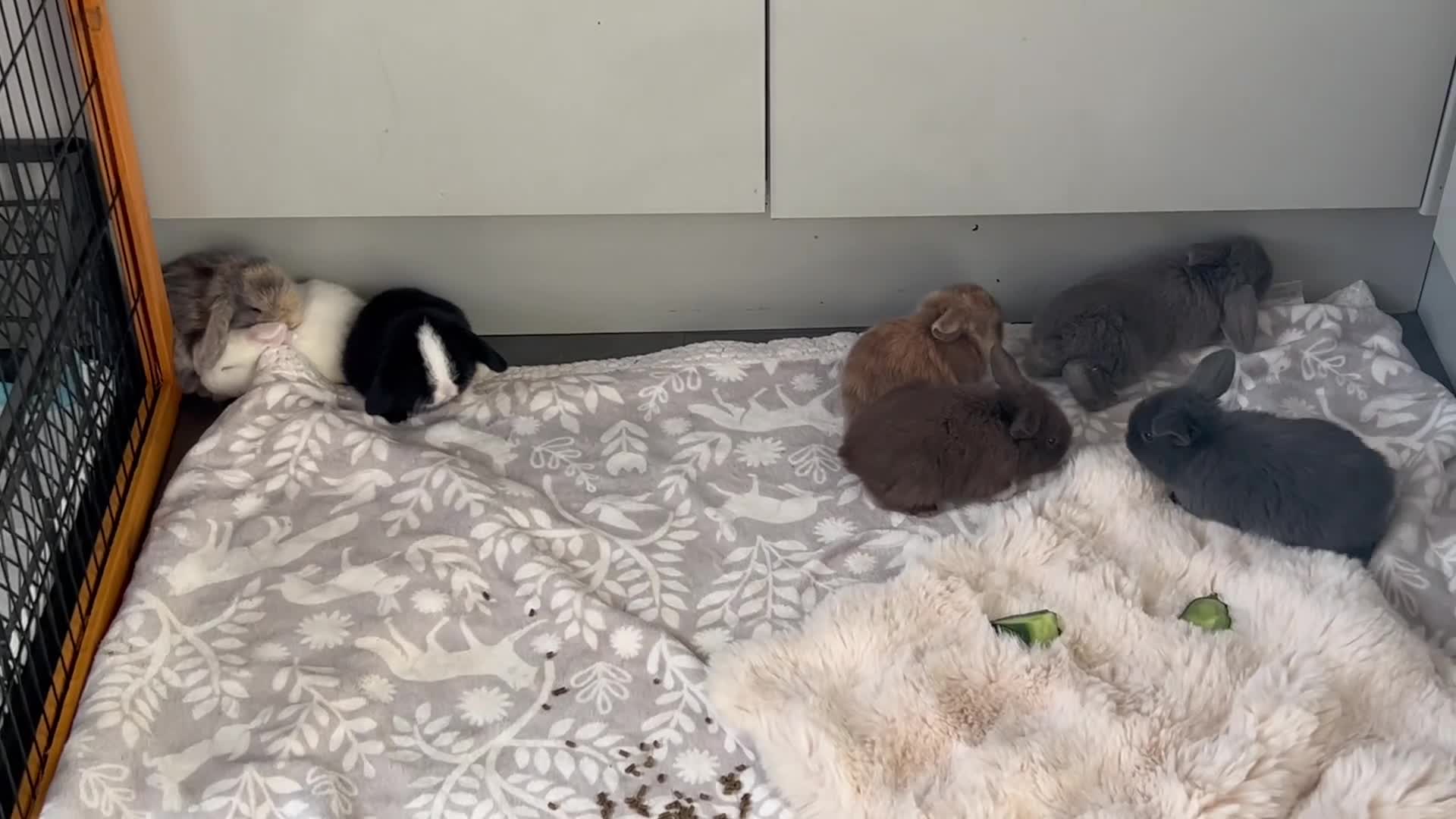 Mini Lop rabbits for sale: Pure Mini Lop babies  - Video 1
