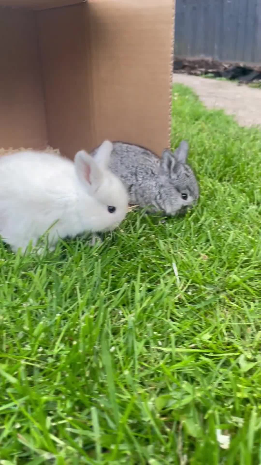 Mini Lop rabbits for sale: Mini lop Baby bunnies  - Video 1