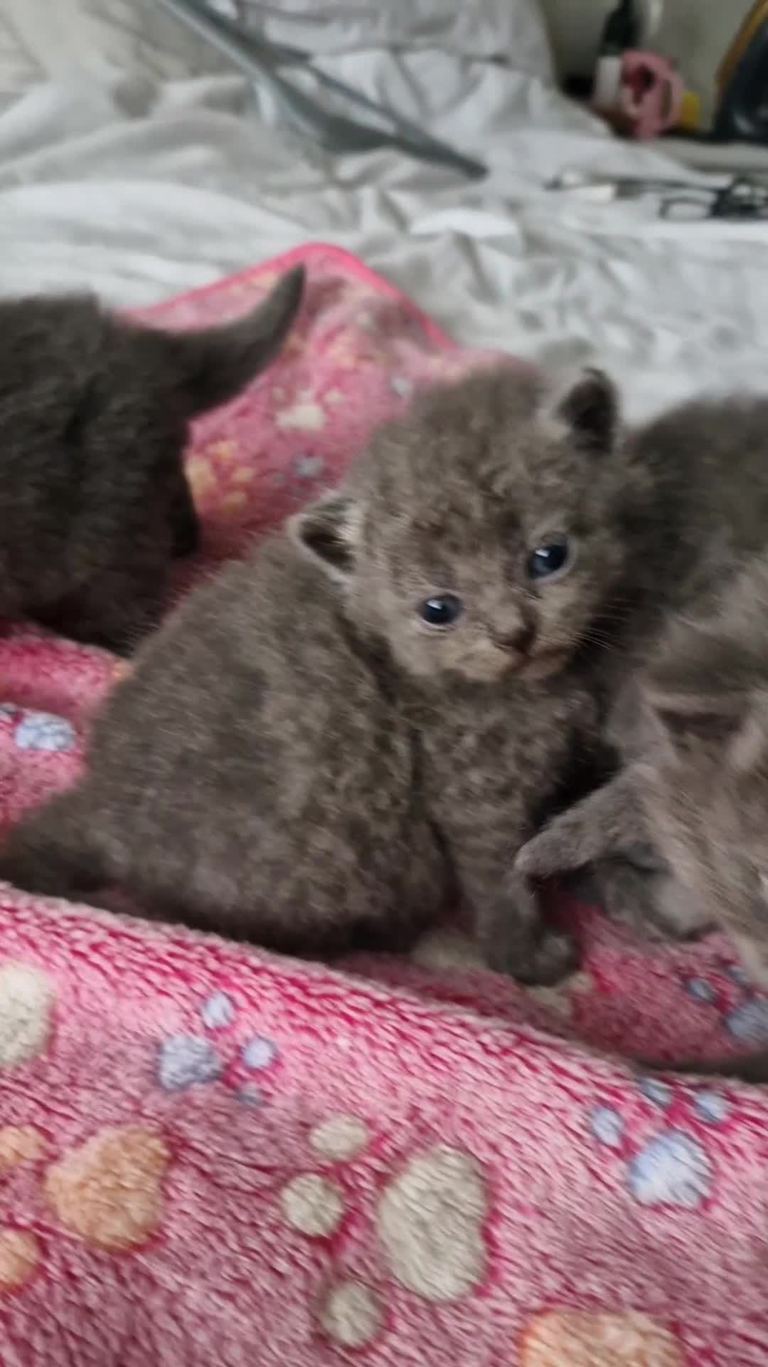British Shorthair cats for sale: GCCF PEDIGREE BRITISH SHORTHAIR, BLUE, VIEW NOW - Video 1