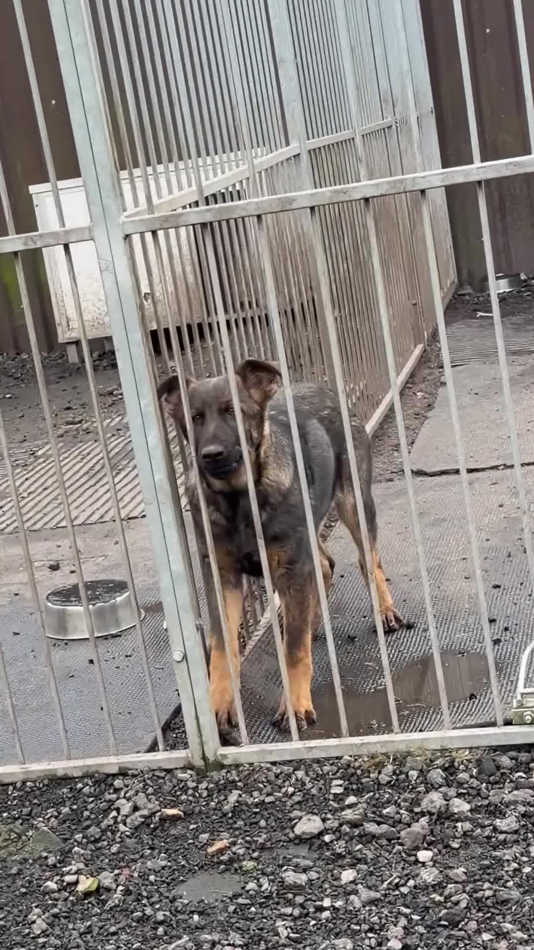 German Shepherd dogs for sale: Stunning DDR LINE KC Reg German Shepherd (Sable) in Ashton-under-Lyne - Video 5