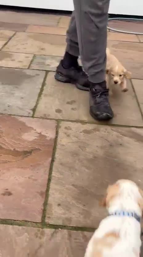 Cocker Spaniel dogs for sale: Cocker spaniels - Video 4