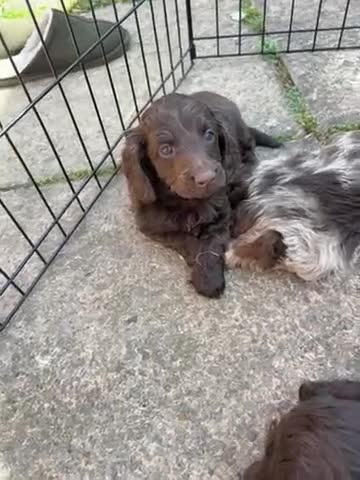 Mixed Breed dogs for sale:  doxiepoo pups 1x girl x3 boys  - Video 1