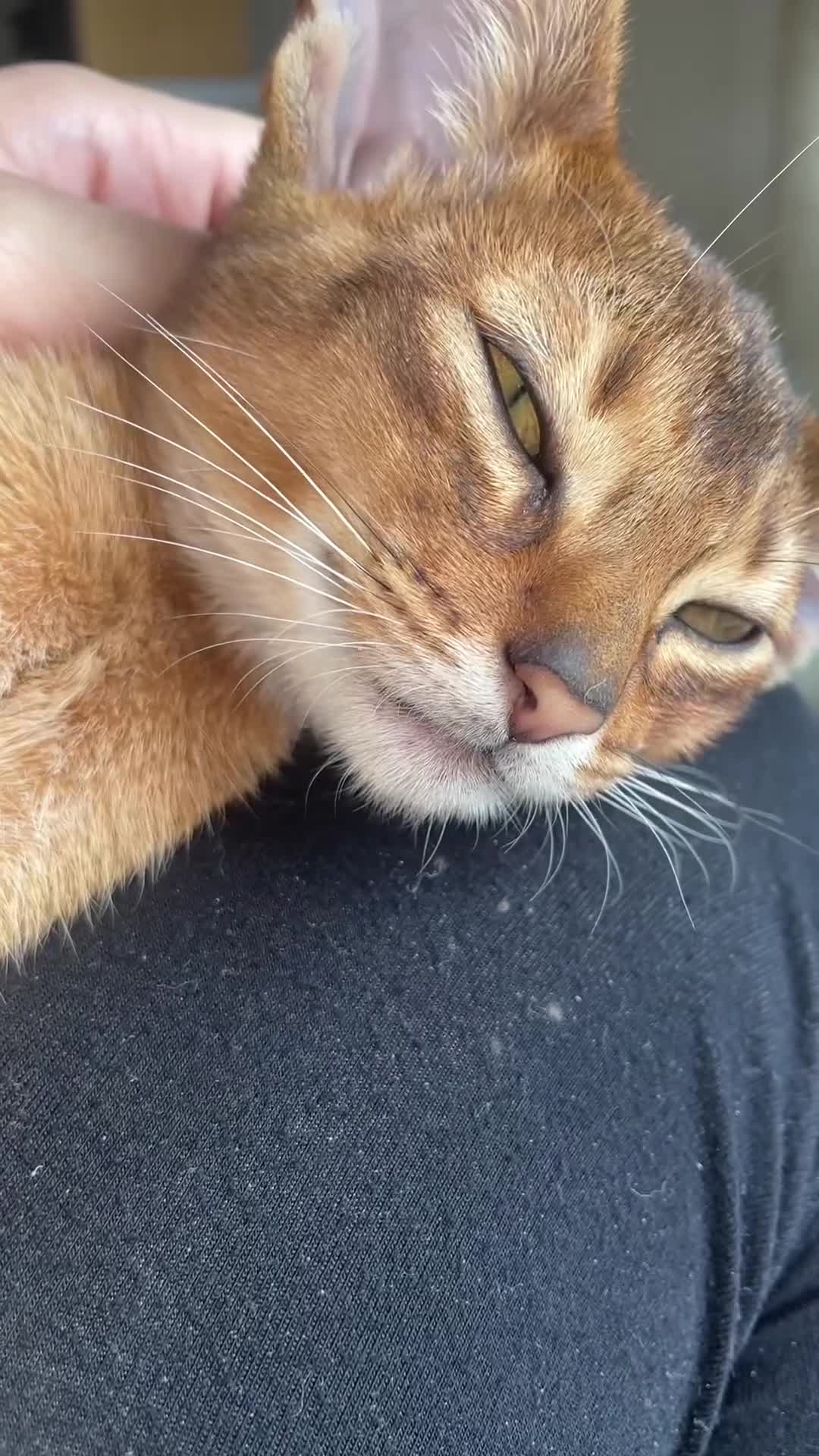 Abyssinian cats for sale: 💙 looking for a new home for Simba 🐾💙 - Video 1