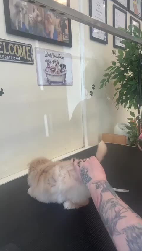 Maltipoo dogs for sale: Stunning Red Parti and Biscuit Maltipoo Puppies - Video 2