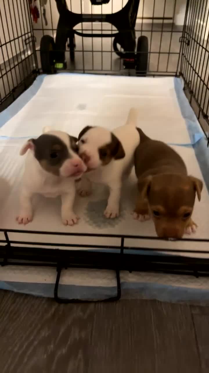 Jack Russell dogs for sale: Miniature Jack Russell’s   - Video 3