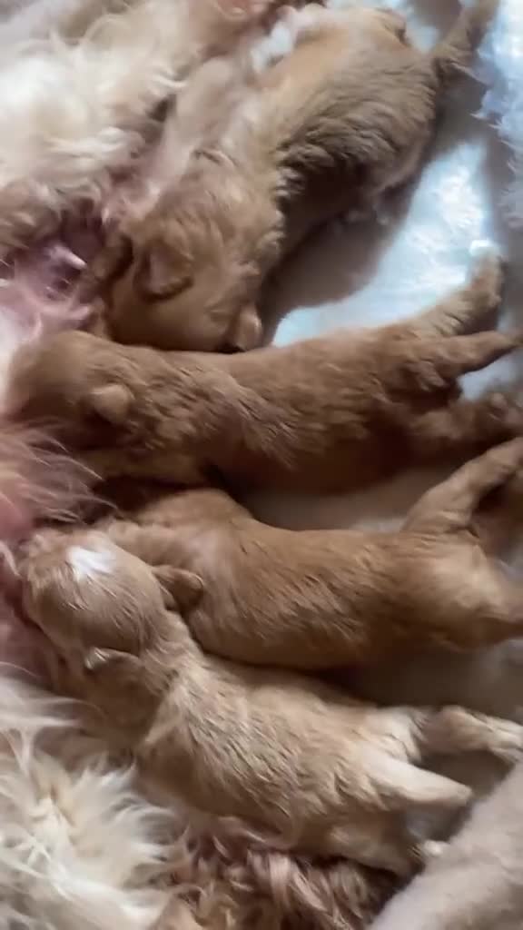 Maltipoo dogs for sale: DNA Asian maltipoo puppies  - Video 1