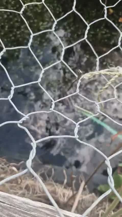 Koi Carp fish for sale: 70+ KOI carp for sale !! - Video 1
