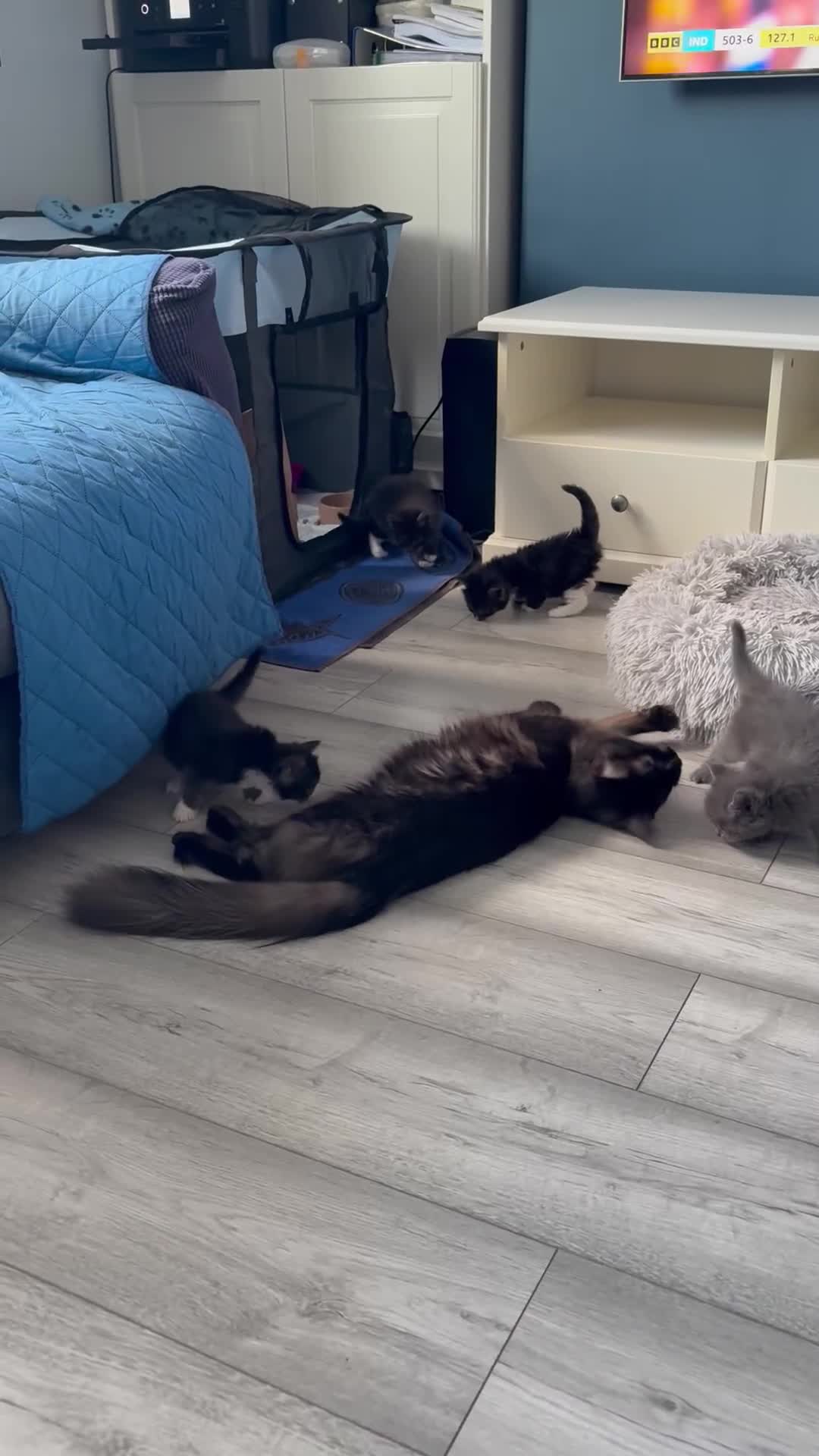 Mixed Breed cats for sale: Maine coon cross  - Video 1