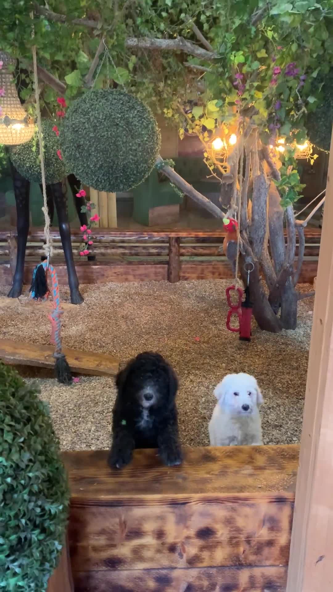 Bernedoodle dogs for sale: F1 Bernedoodle 2 Standard girls  - Video 2