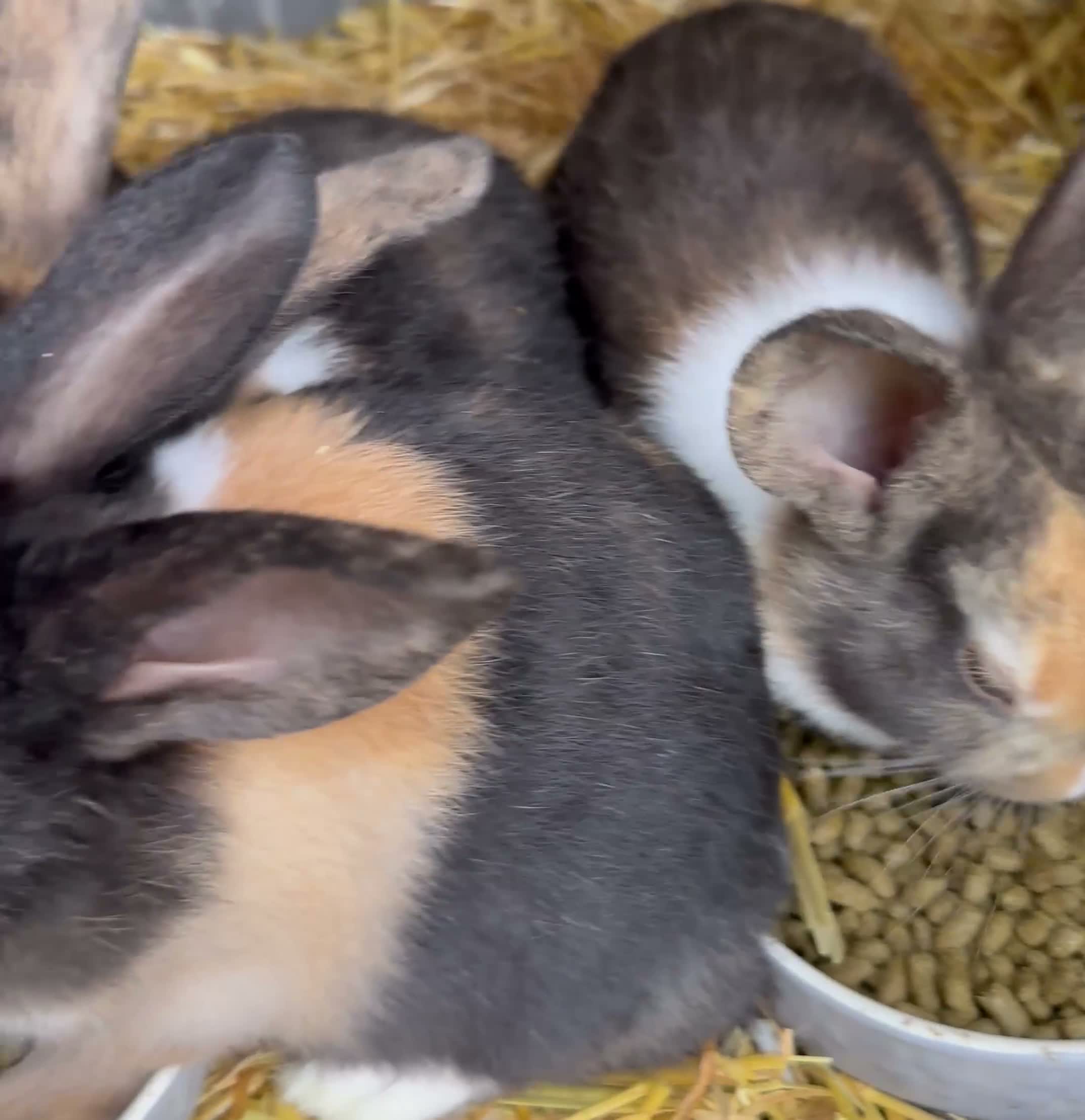 Dutch rabbits for sale: Baby Dutch Rabbits in Boston - Video 2