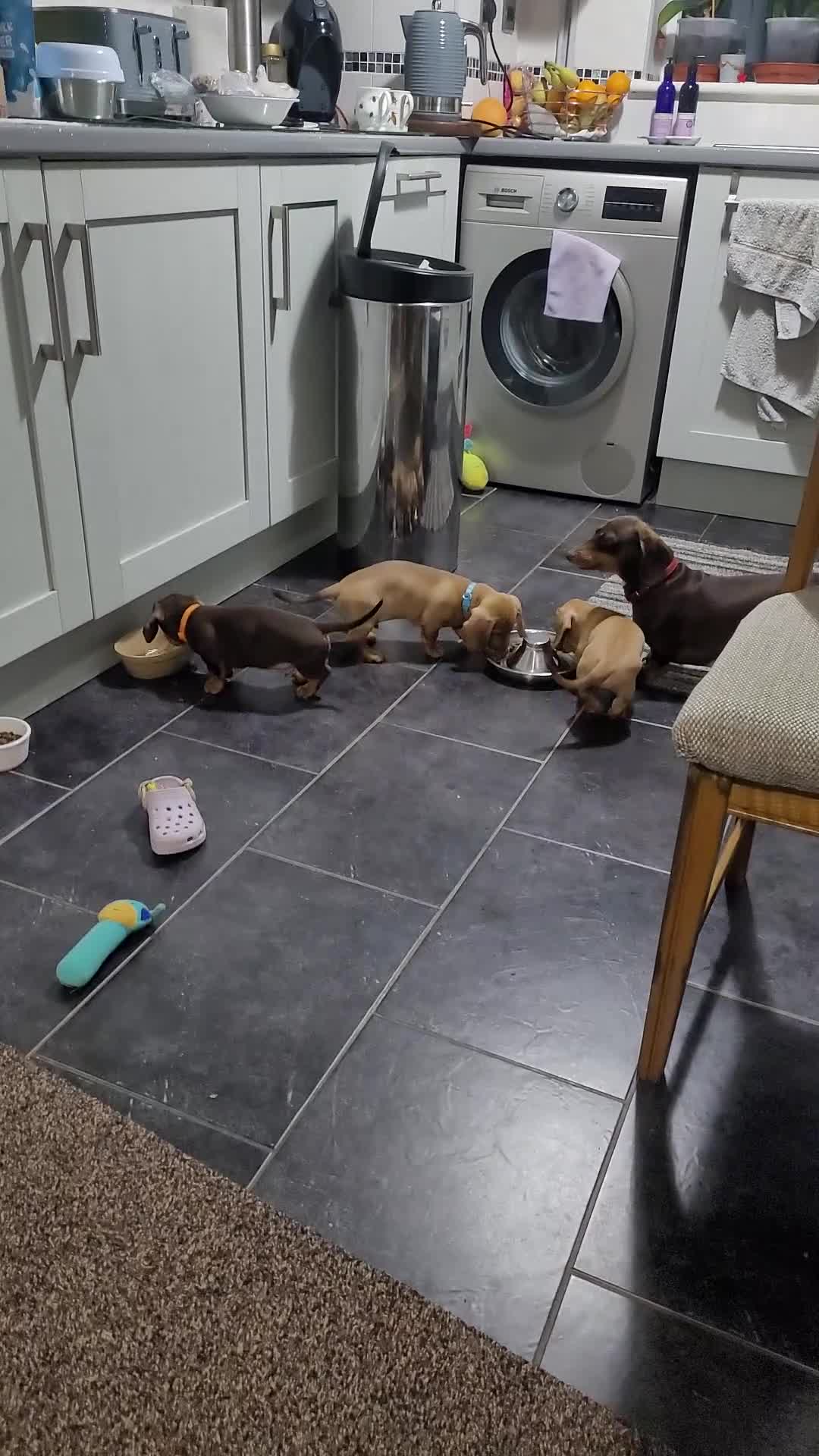 Dachshund dogs for sale: Dachshund minature short hair  - Video 1