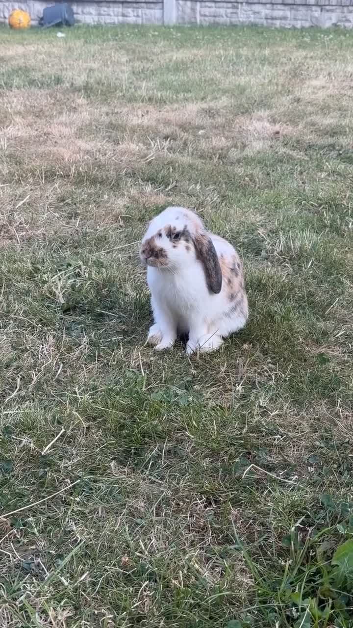 English rabbits for sale: Bunny for sale  in Liverpool - Video 1