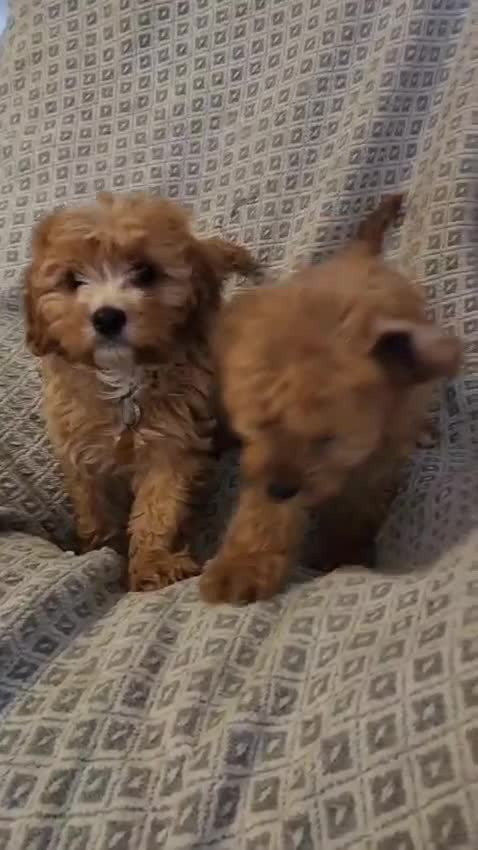 Cavapoo dogs for sale: Toy Cavapoo Puppies Looking for Forever Homes!! - Video 2