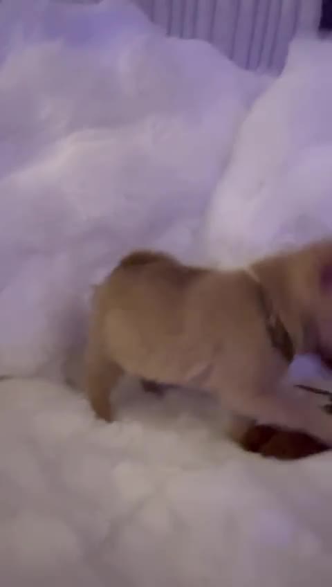 Pomchi dogs for sale: Fluffy Tiny Pomchi Puppies.🥰😍🤗 - Video 1