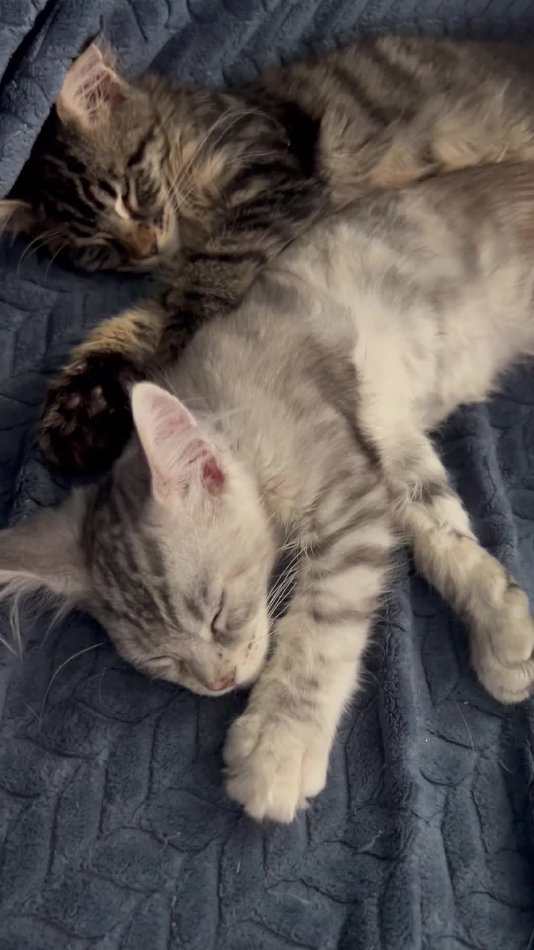 Maine Coon cats for sale: *1 girl left* Pedigree MaineCoon Kittens - Video 2